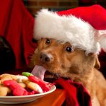 Os 3 Perigos do Natal e do Ano Novo para Seu Cachorro