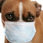 Mitos e Verdade sobre o Coronavírus em Cães (COVID-19)