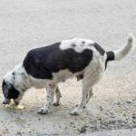 Cachorro vomitando: quais as causas e o que fazer?