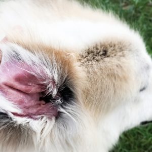 Alt dor de ouvido em cães