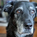 O envelhecimento em cães e os cuidados que devemos ter