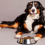 Ração para cachorro e os benefícios de uma nutrição acertada!