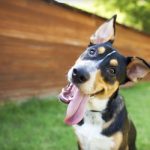 Vermífugo para cachorro: entenda porque é importante para a saúde do seu cão!
