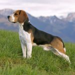 Tudo sobre a Raça de Cachorro Beagle: entenda melhor o seu cãozinho!