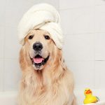 Como dar banho em cachorro?