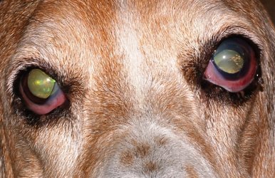 basset hound glaucoma