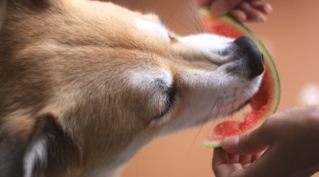 Frutas que cachorro pode comer
