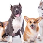 Cachorros para apartamento: raças, dicas e regras/direitos em condomínios.
