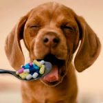 Vitaminas para cachorro, quais as melhores e para que servem?