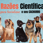 8 razões científicas para você socializar o seu cachorro