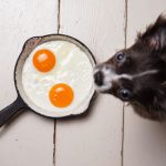 Cachorro pode comer ovo?