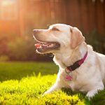 Banho de sol NÃO garante Vitamina D para o seu cachorro