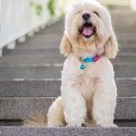 Escada para cães, tudo que você precisa saber