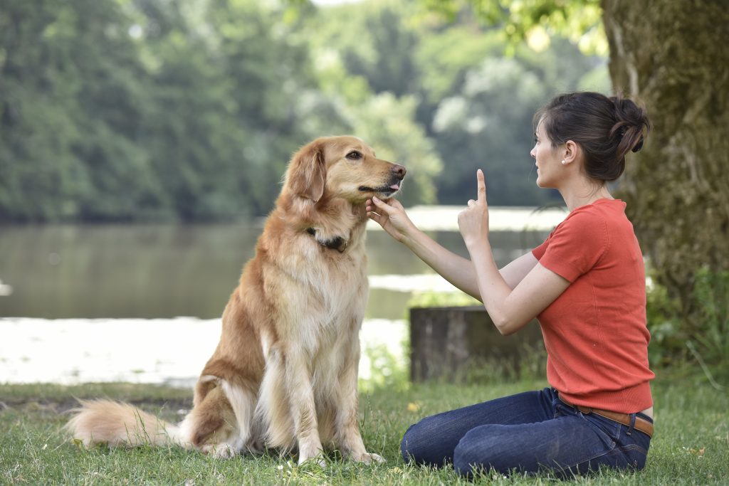 10 dicas de treinamento para o seu novo cãozinho.