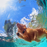 Cachorro e piscina em casa: pode ser perigoso para o cachorro?