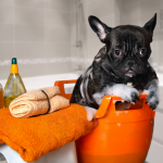 Banho em cachorro: Qual a frequência ideal?