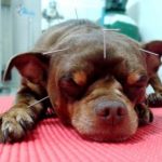 Acupuntura canina: Entenda um pouco sobre esse processo da medicina alternativa.