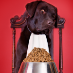 4 transtornos alimentares que podem afetar cães.