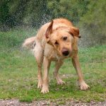 Por que os cães enlouquecem depois do banho?