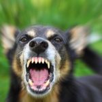 Cachorro rosnando: o que significa e o que você deve fazer.